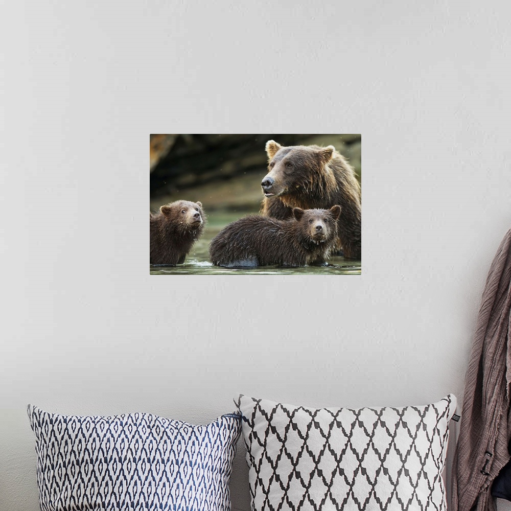 A bohemian room featuring Coastal Brown Bear spring cubs (Ursus arctos) and mother in salmon spawning stream along Kuliak B...