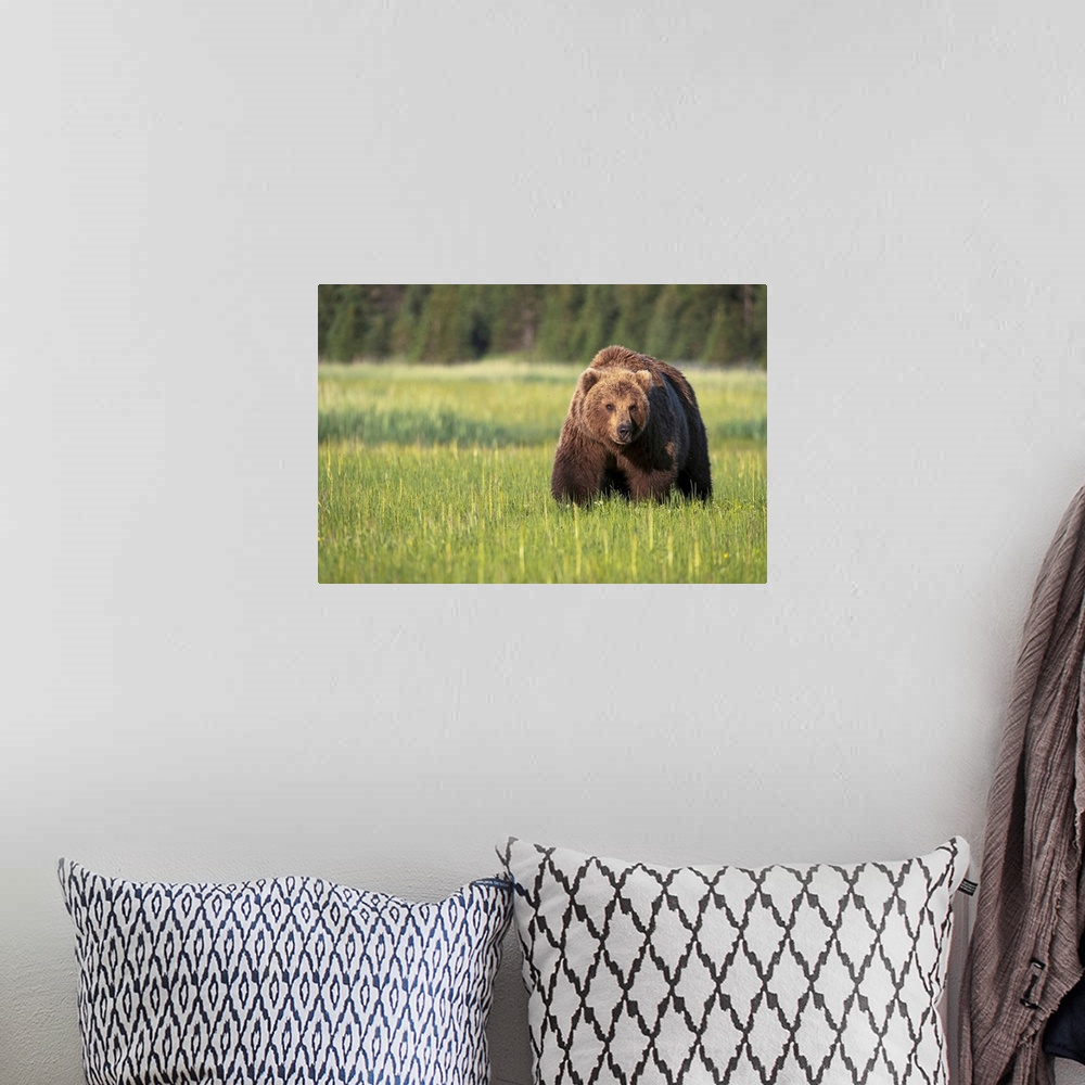 A bohemian room featuring Brown bear (ursus arctos) in Lake Clark National Park, Alaska, United States of America.