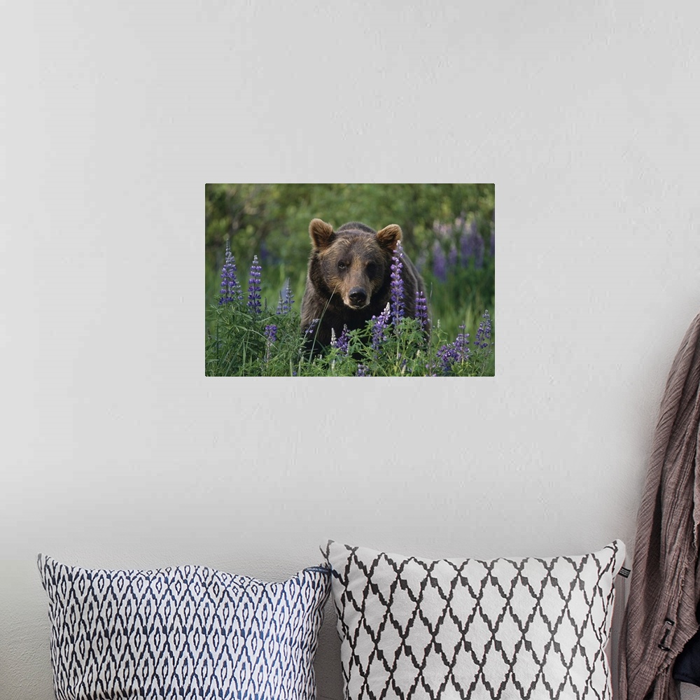 A bohemian room featuring Captive: Brown Bear Walking Amongst Lupine Wildflowers At The Alaska Wildlife Conservation Center...
