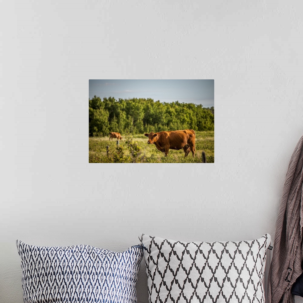 A bohemian room featuring Brown Cows In A Pasture With A Forest On The Edge; Saskatchewan, Canada