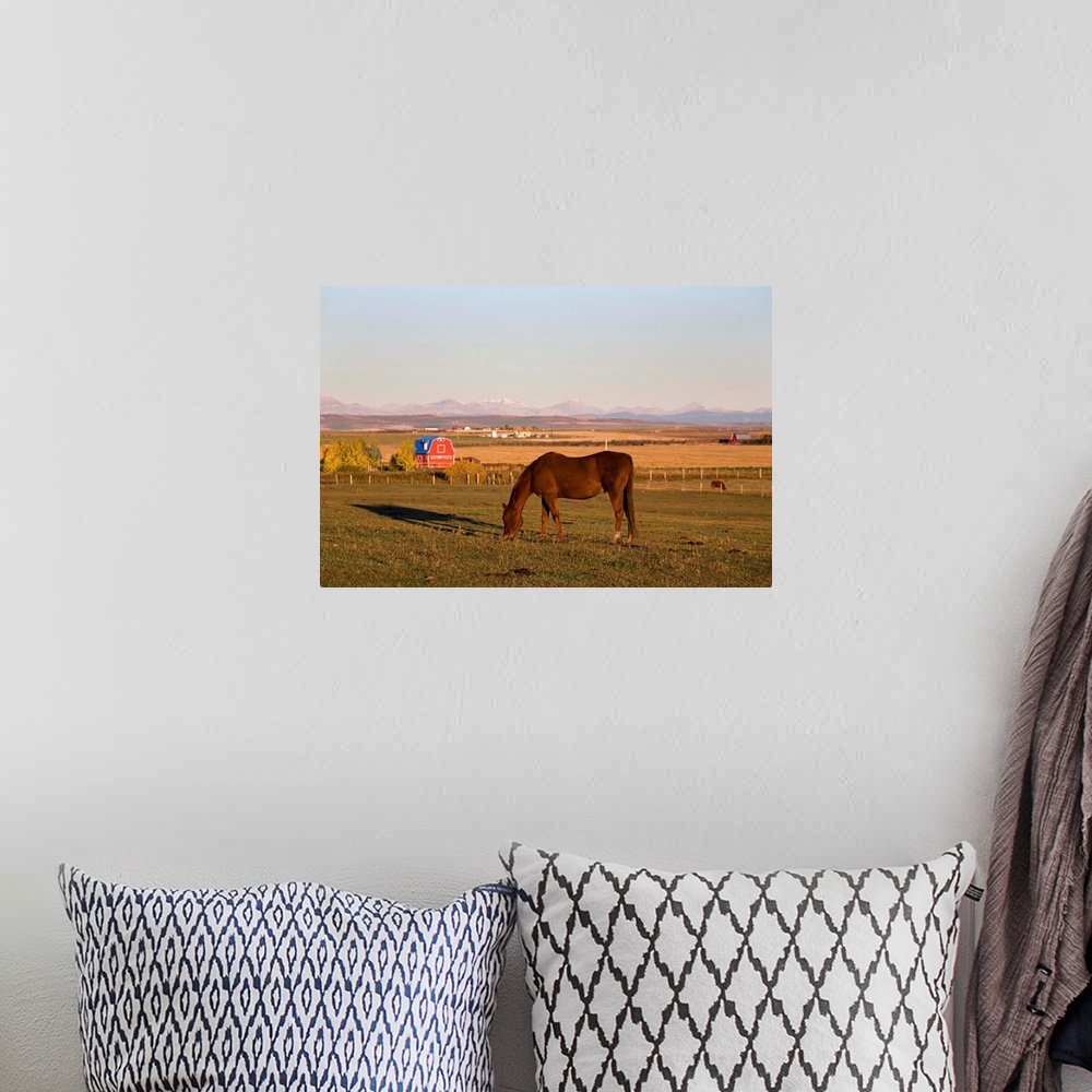 A bohemian room featuring Brown Horse Grazing In A Field In Autumn, Alberta, Canada