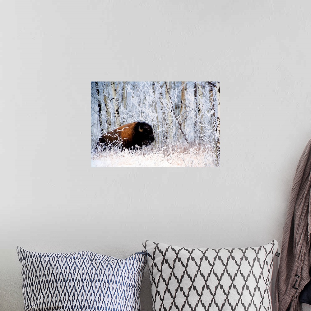 A bohemian room featuring Buffalo In The Snow