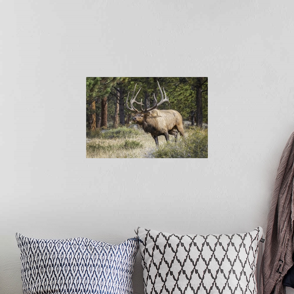 A bohemian room featuring Bull elk (cervus canadensis), steamboat springs, Colorado, united states of America.