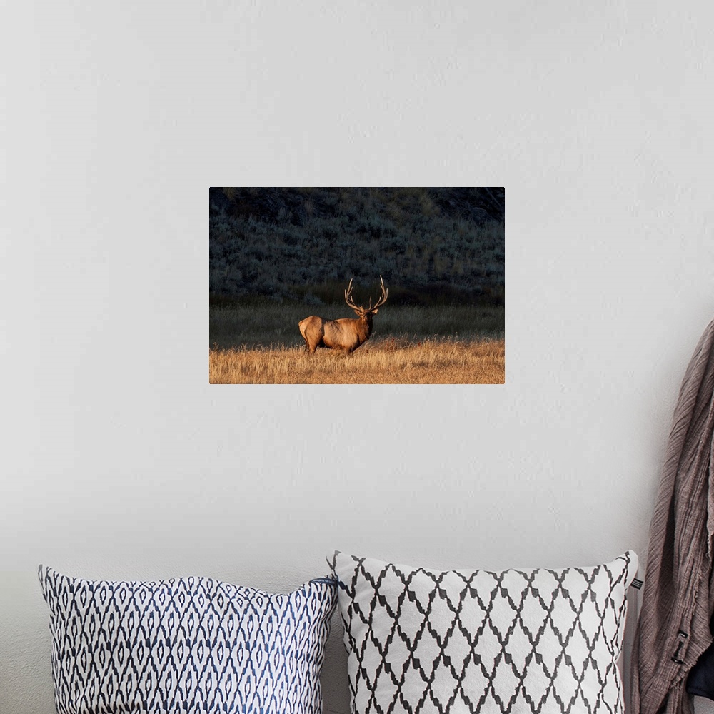 A bohemian room featuring Bull elk (Cervus canadensis) stands in a prairie and looks at the camera in Yellowstone National ...