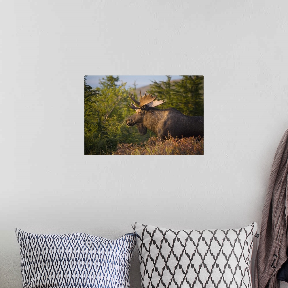 A bohemian room featuring Bull Moose Standing In Afternoon Light, Chugach Mountains, Southcentral Alaska