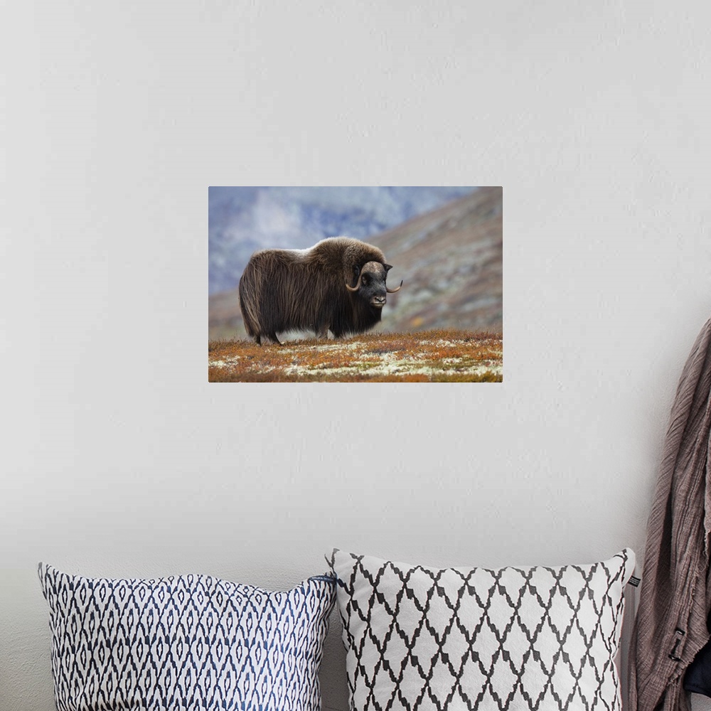 A bohemian room featuring Bull Muskox on Tundra, Dovrefjell-Sunndalsfjella National Park, Norway