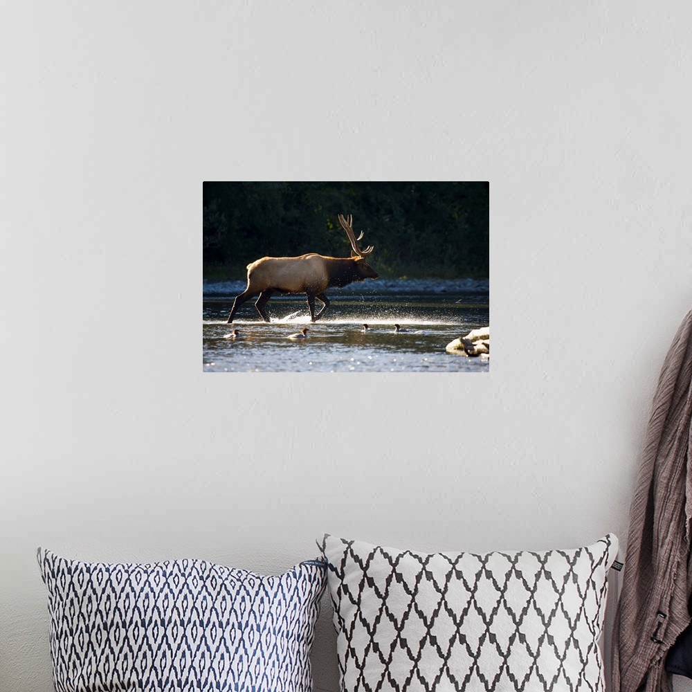 A bohemian room featuring Bull Roosevelt elk (Cervus canadensis roosevelti) crossing river with mergansers in the foregroun...
