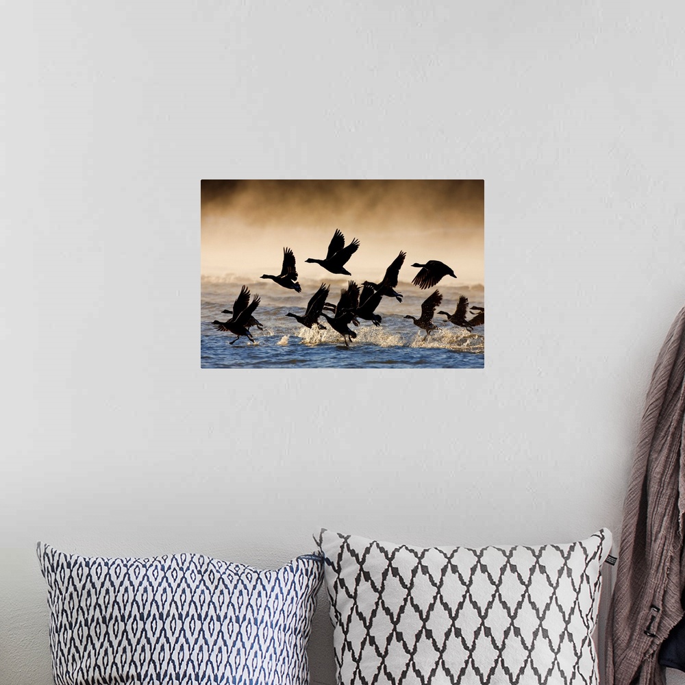 A bohemian room featuring Canada Geese take flight on a misty winter morning, Lynn Canal, Southeast Alaska, Winter