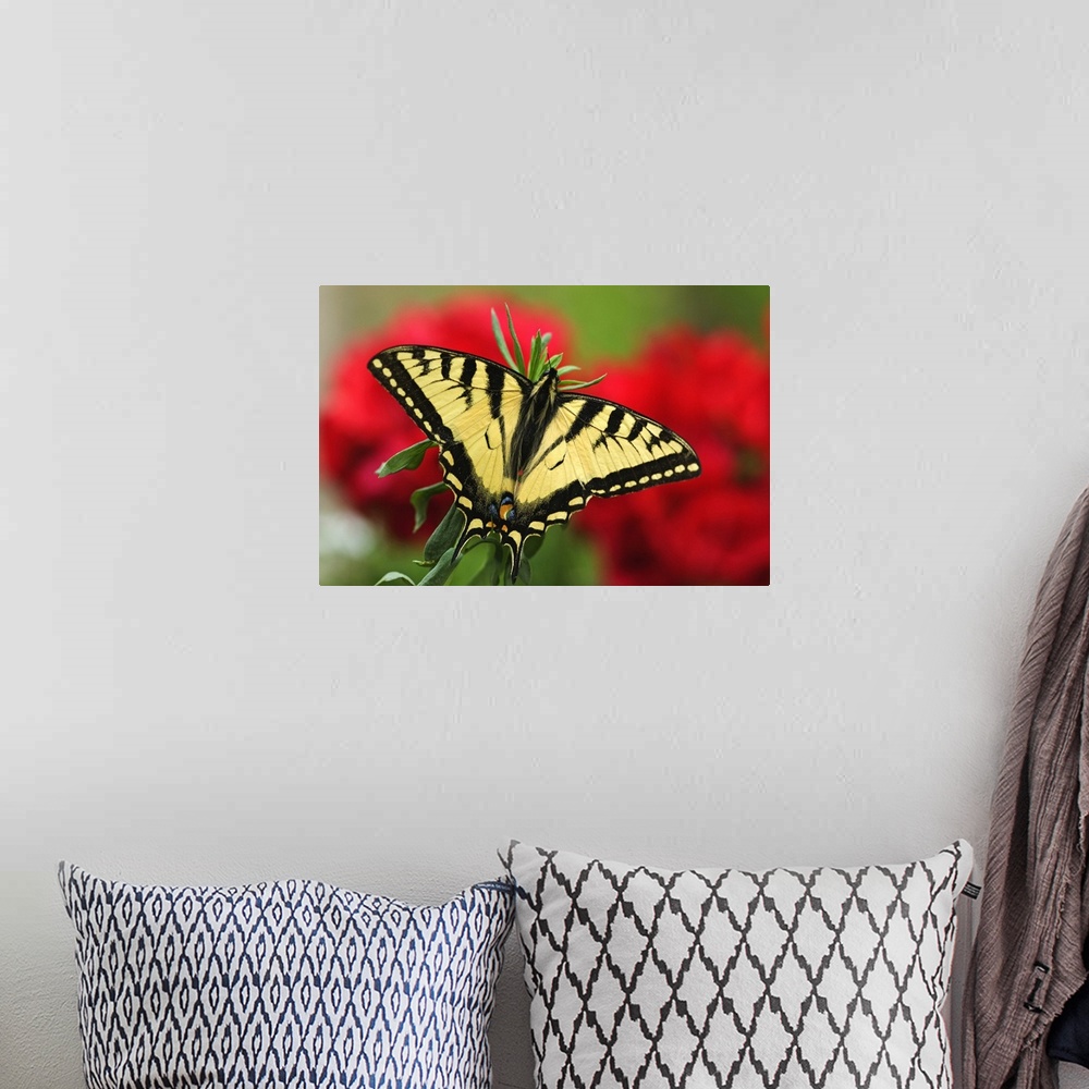 A bohemian room featuring Close Up Of A Canadian Tiger Swallowtail Butterfly With Red Geraniam Flowers In Background