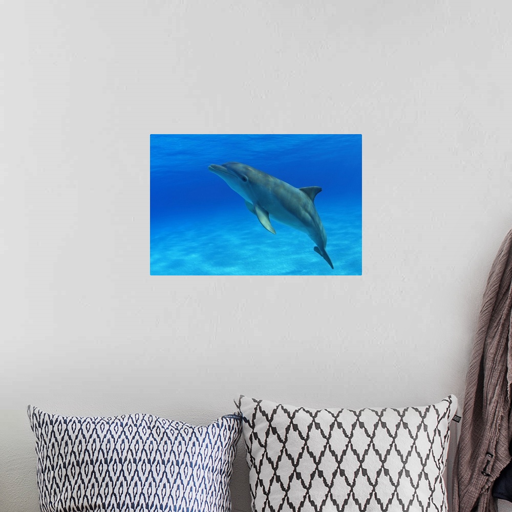 A bohemian room featuring Caribbean, Bahamas, Bahama Bank, Atlantic Bottlenose Dolphin