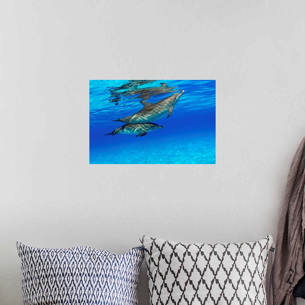 A bohemian room featuring Caribbean, Bahamas, Bahama Bank, Two Atlantic Spotted Dolphin