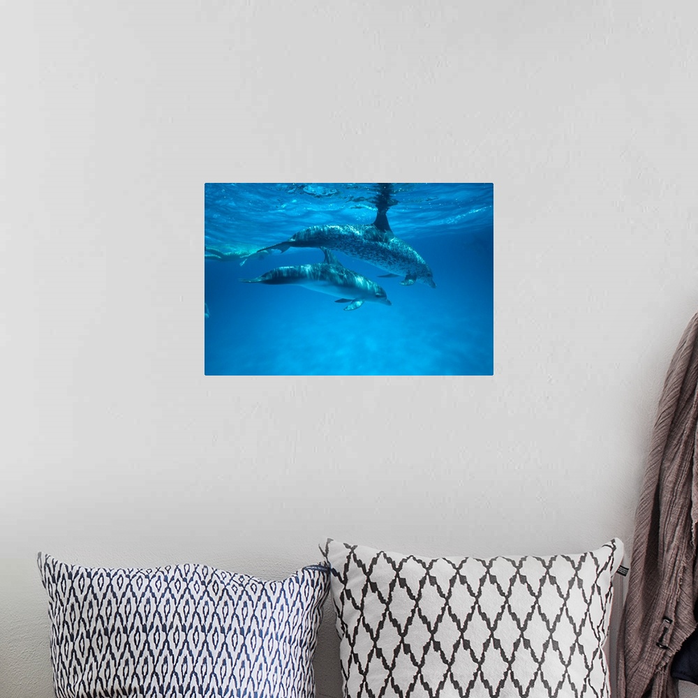 A bohemian room featuring Caribbean, Bahamas, Spotted Dolphins, Pair Near Surface With Reflection