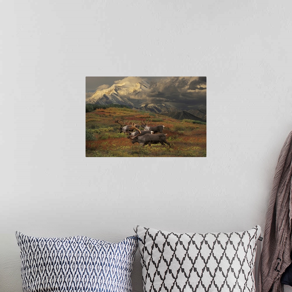 A bohemian room featuring Compostie Caribou Graze On Tundra During Autumn With Mt. Mckinley In The Background In Denali Nat...