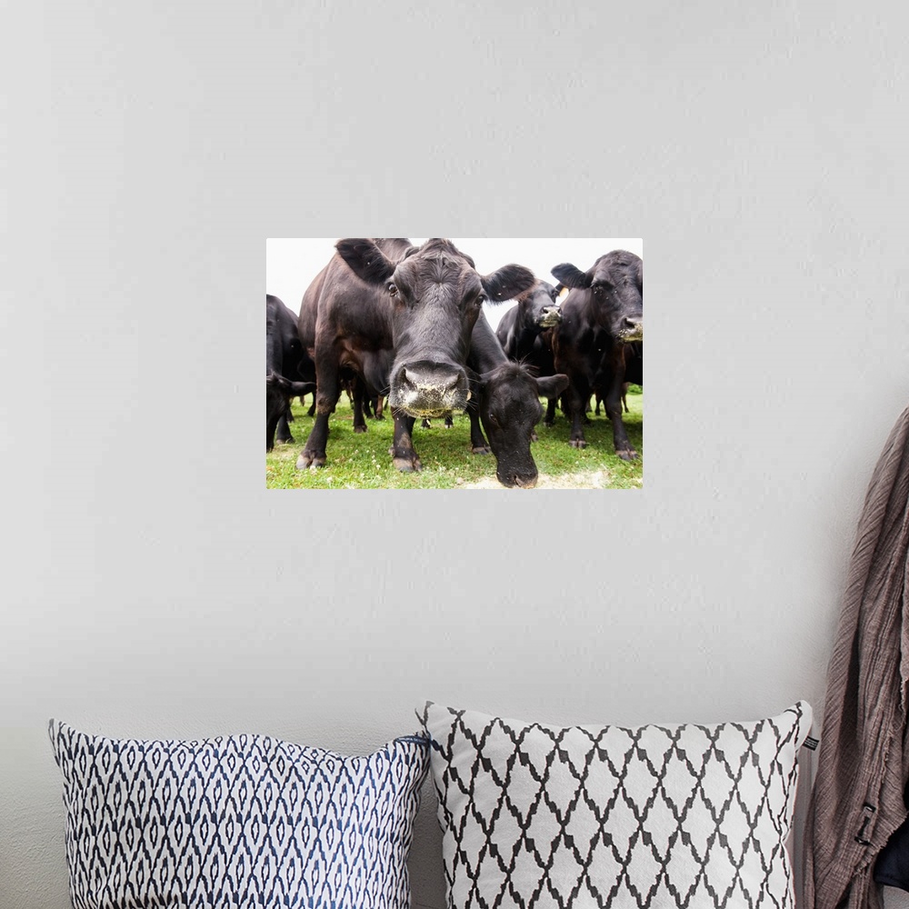 A bohemian room featuring Cattle feeding, Cecilton, Maryland, United States of America