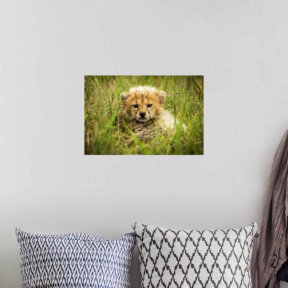 A bohemian room featuring Cheetah cub (acinonyx jubatus) lies in grass eyeing camera, Grumeti Serengeti tented camp, Sereng...