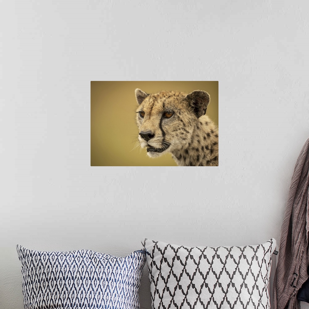 A bohemian room featuring A cheetah (acinonyx jubatus) is staring into the distance in a close-up of her face and neck. She...