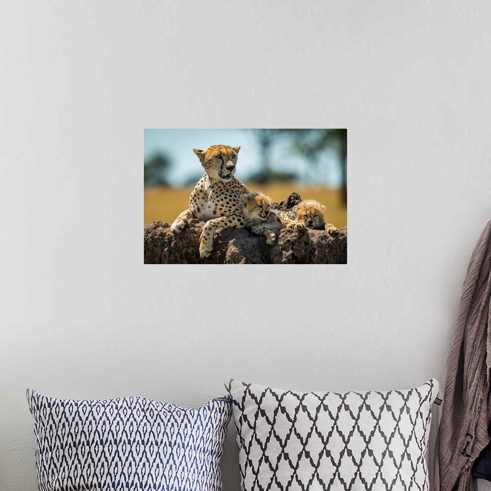 A bohemian room featuring Cheetah (acinonyx jubatus) lies on mound with sleepy cubs, Grumeti Serengeti tented camp, Serenge...