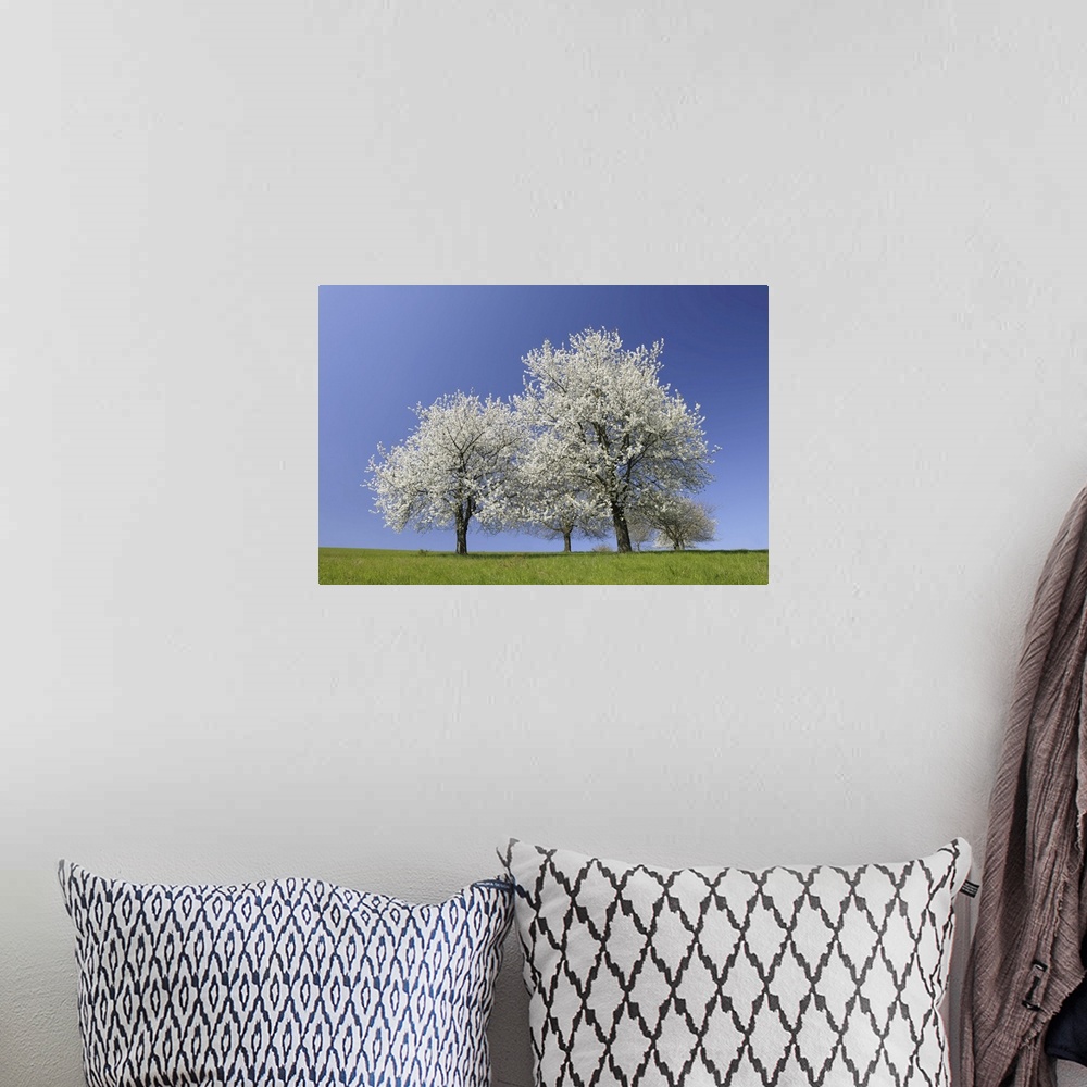 A bohemian room featuring Cherry Trees, Moembris, Aschaffenburg, Franconia, Bavaria, Germany