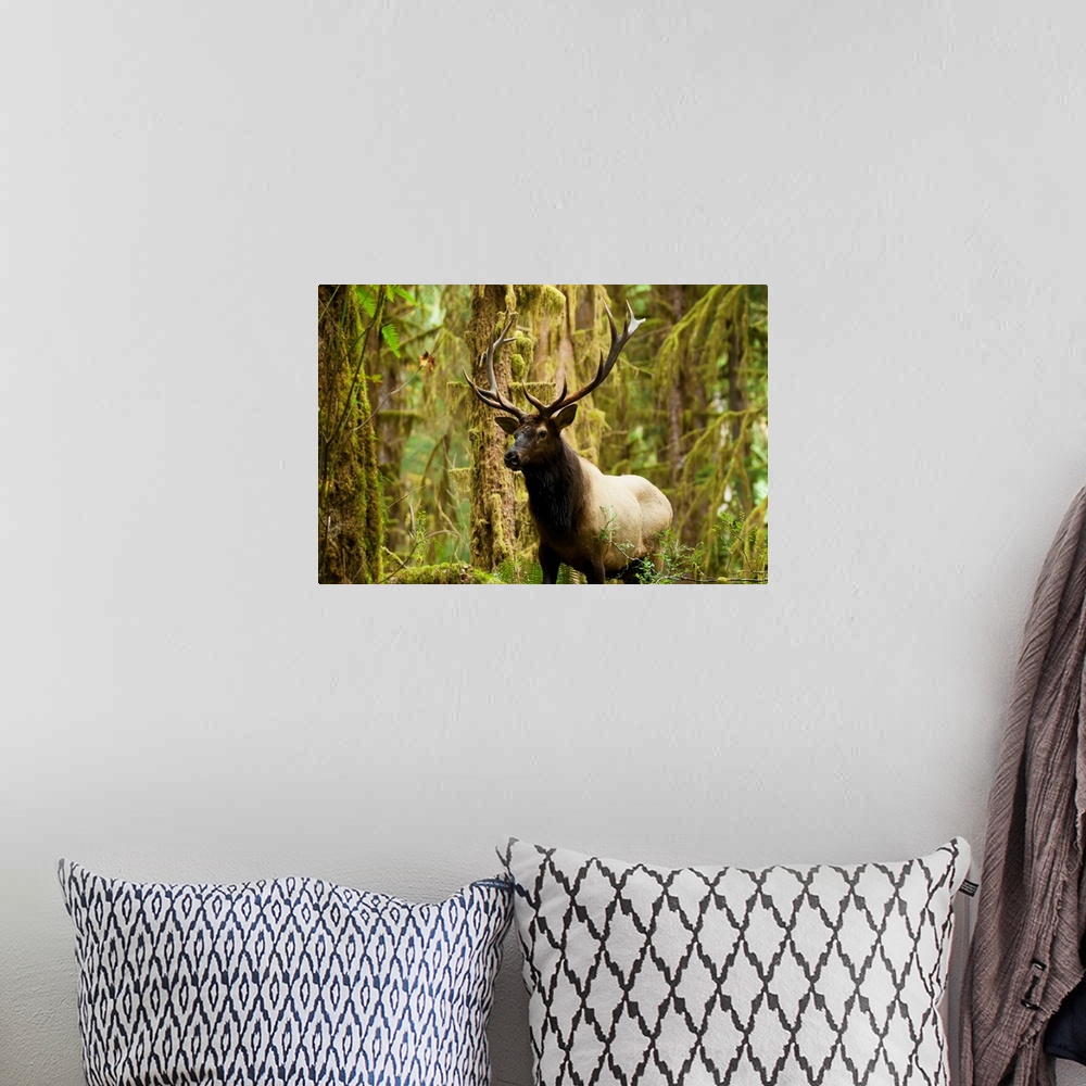 A bohemian room featuring Close up of a bull Roosevelt elk in the Hoh rainforest, Olympic Peninsula, Washington
