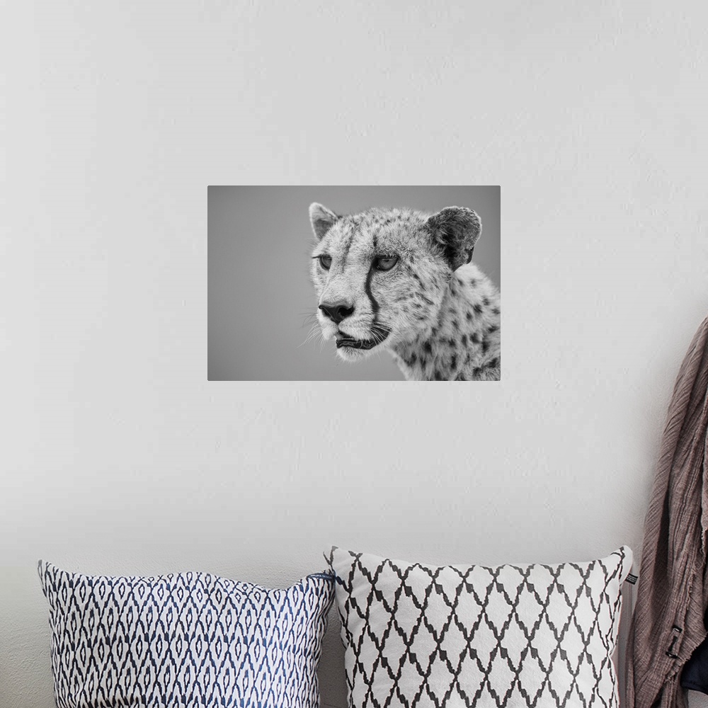 A bohemian room featuring Close-up of a cheetah (acinonyx jubatus), head and shoulders portrait of a female animal looking ...