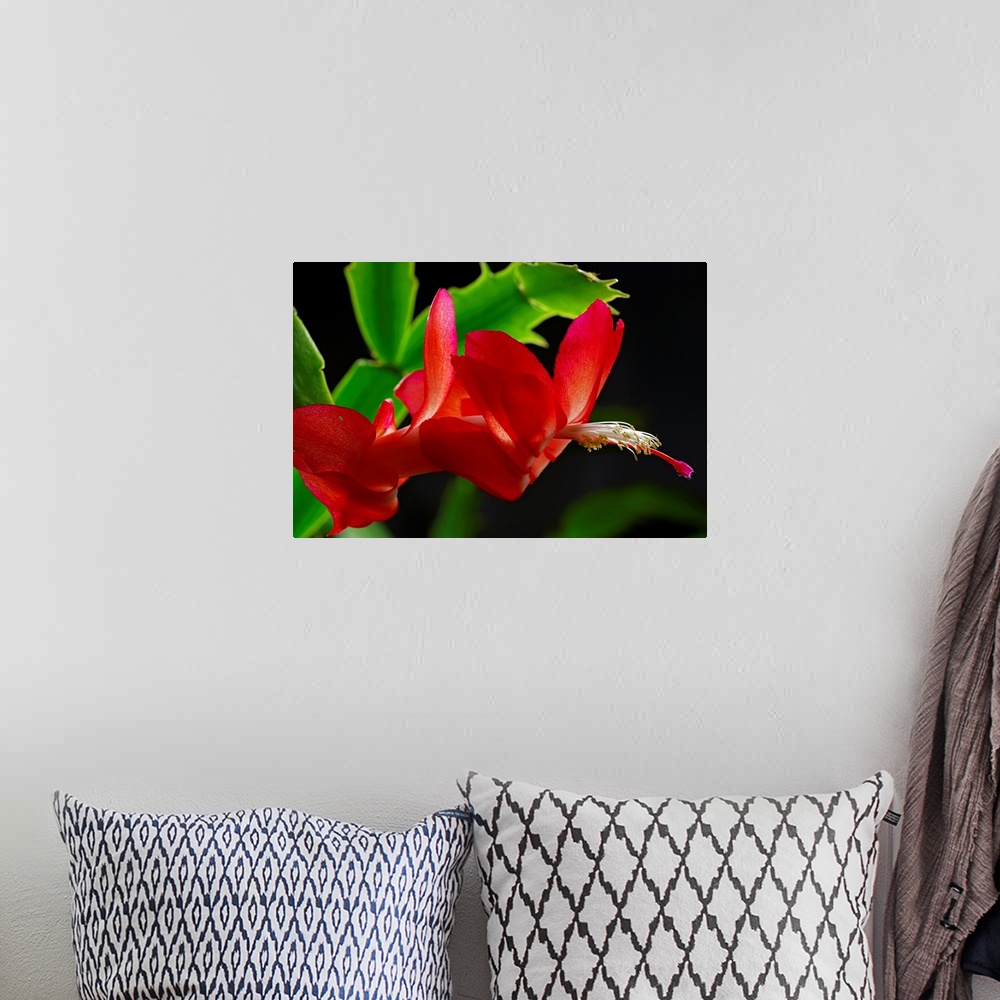 A bohemian room featuring Close up of a Christmas cactus, Schlumbergera truncatus,  in bloom.