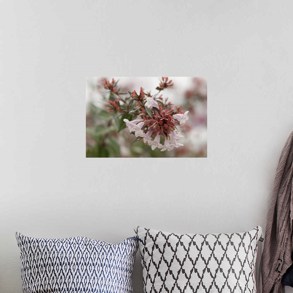 A bohemian room featuring Close up of a cluster of abelia flowers in fog. Orleans, Cape Cod, Massachusetts.