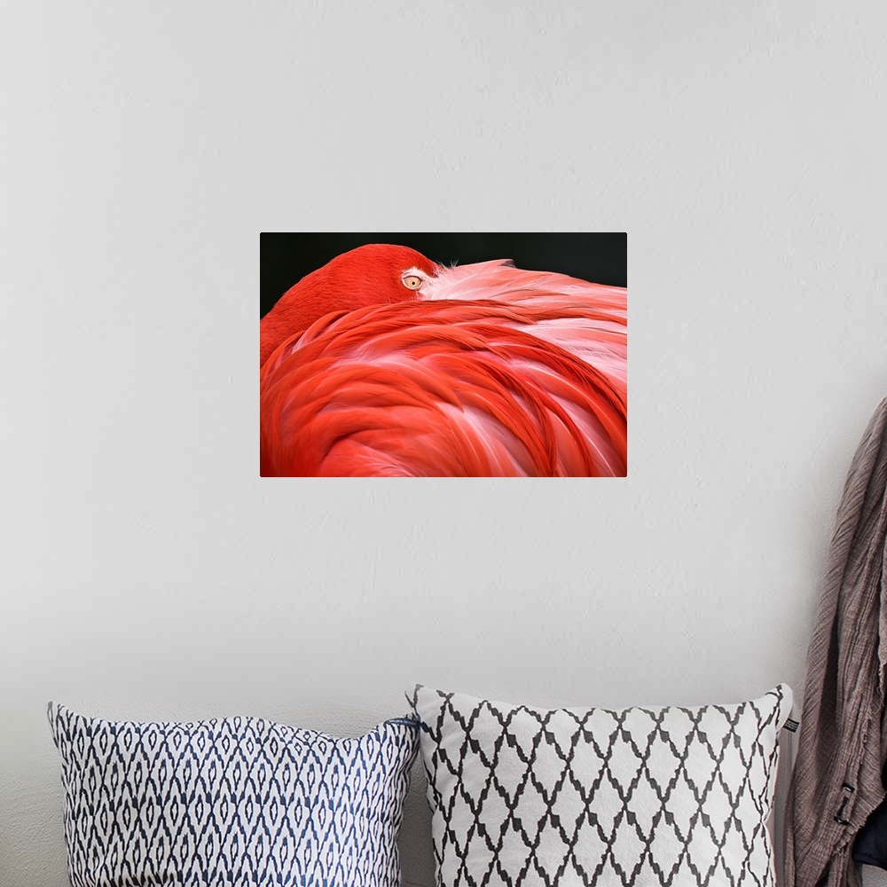A bohemian room featuring Close Up Of A Flamingo Resting Its Head On Its Back