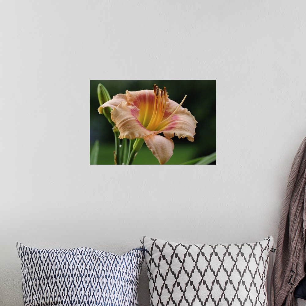 A bohemian room featuring Close up of a large day lily, Hemerocallis species. Lexington, Massachusetts.