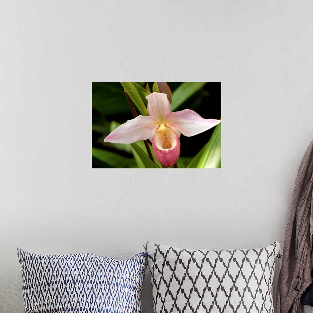 A bohemian room featuring Close up of a pink lady's slipper orchid flower, Cypripedium species.