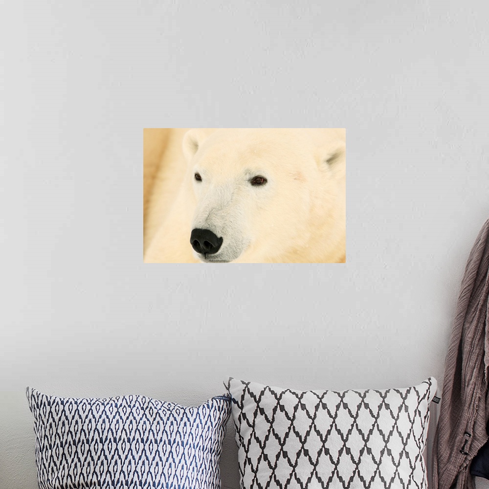 A bohemian room featuring Close Up Of A Polar Bear, Churchill, Manitoba, Canada