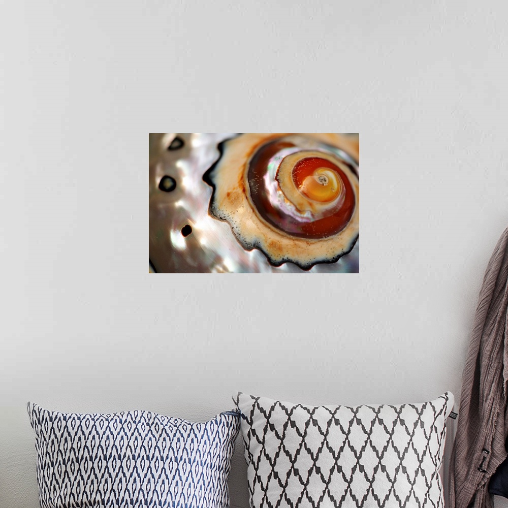 A bohemian room featuring Close up of a polished moon snail shell.