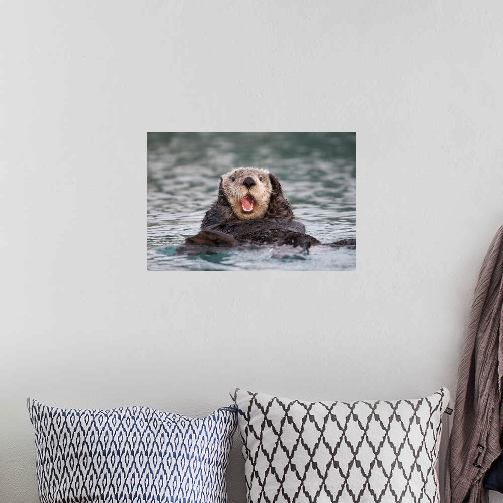A bohemian room featuring Close up of a Sea Otter swimming on back in Prince William Sound, Alaska