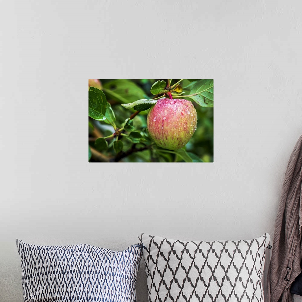 A bohemian room featuring Close-up of an apple on tree branch with water droplets; Calgary, Alberta, Canada.