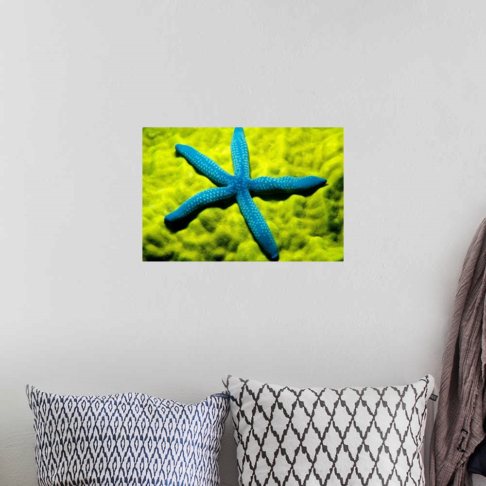 A bohemian room featuring A zoomed in photograph taken of a blue starfish sitting on top of sea coral.