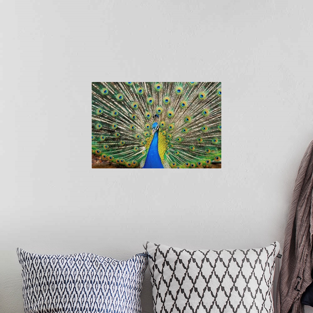 A bohemian room featuring Close-Up Of Brightly Colored Peacock With Feathers Wide-Spread
