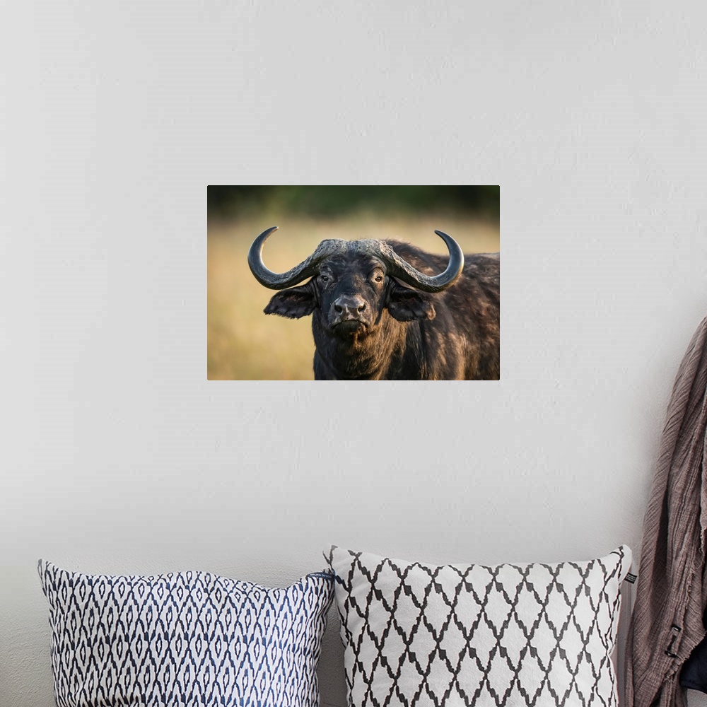 A bohemian room featuring Close-up of cape buffalo (syncerus caffer) staring at camera, Serengeti national park, Tanzania.