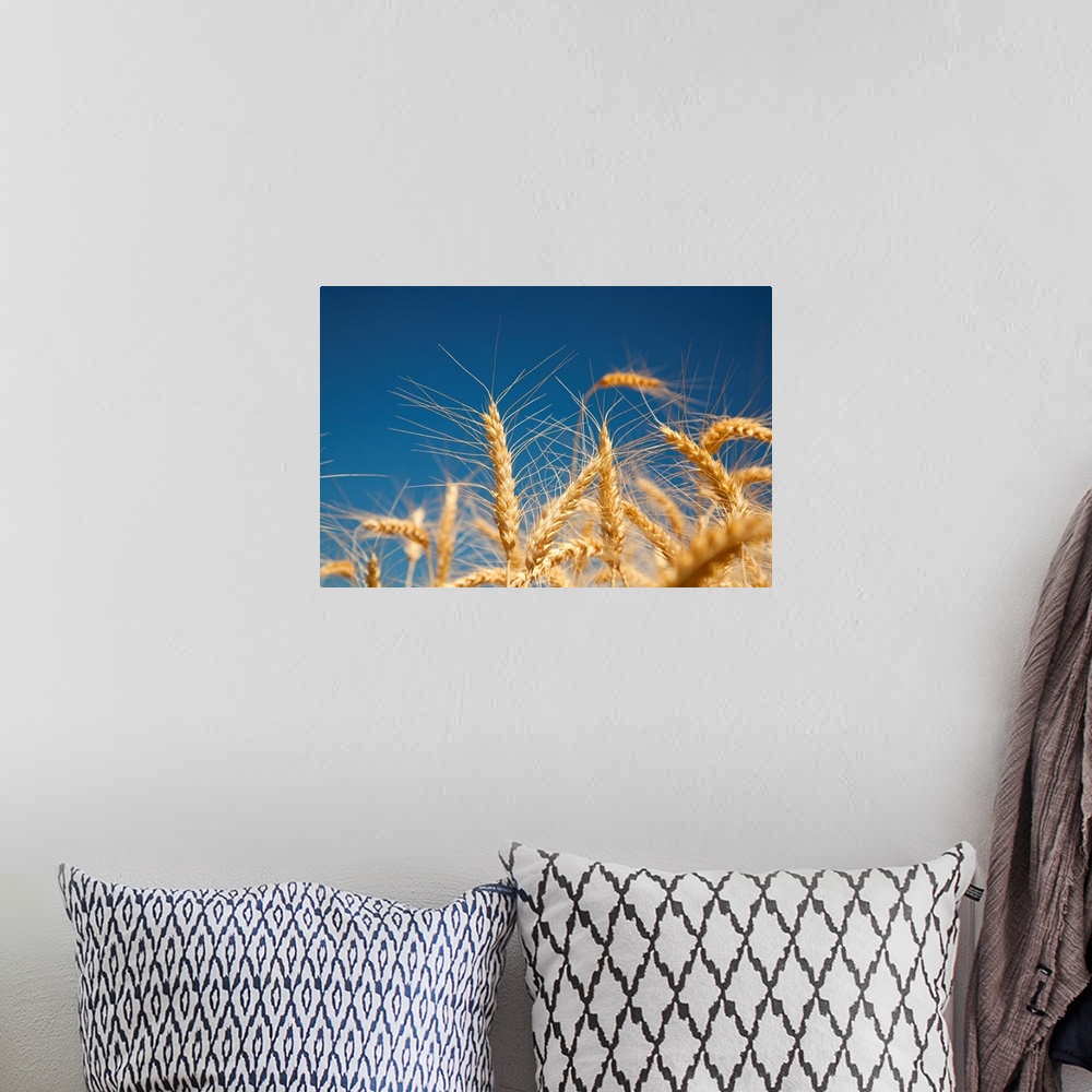 A bohemian room featuring Close-up of golden wheat heads against a bright blue sky in the Willamette valley; Oregon, united...