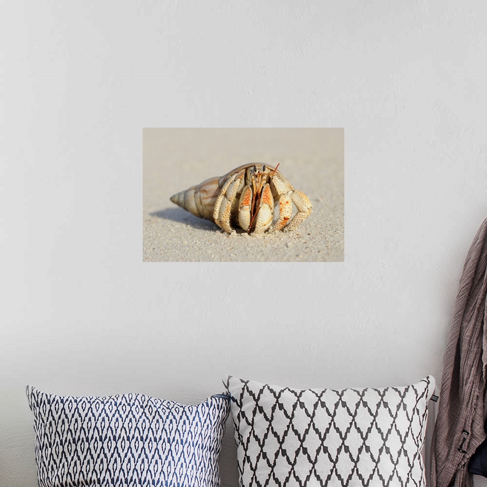 A bohemian room featuring Close-up of Hermit Crab (Anomura) on Sand of Beach, La Digue, Seychelles