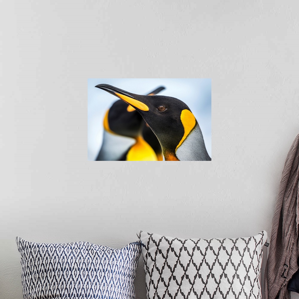 A bohemian room featuring Close up of King Penguin (Aptenodytes patagonicus) with others behind; Antarctic