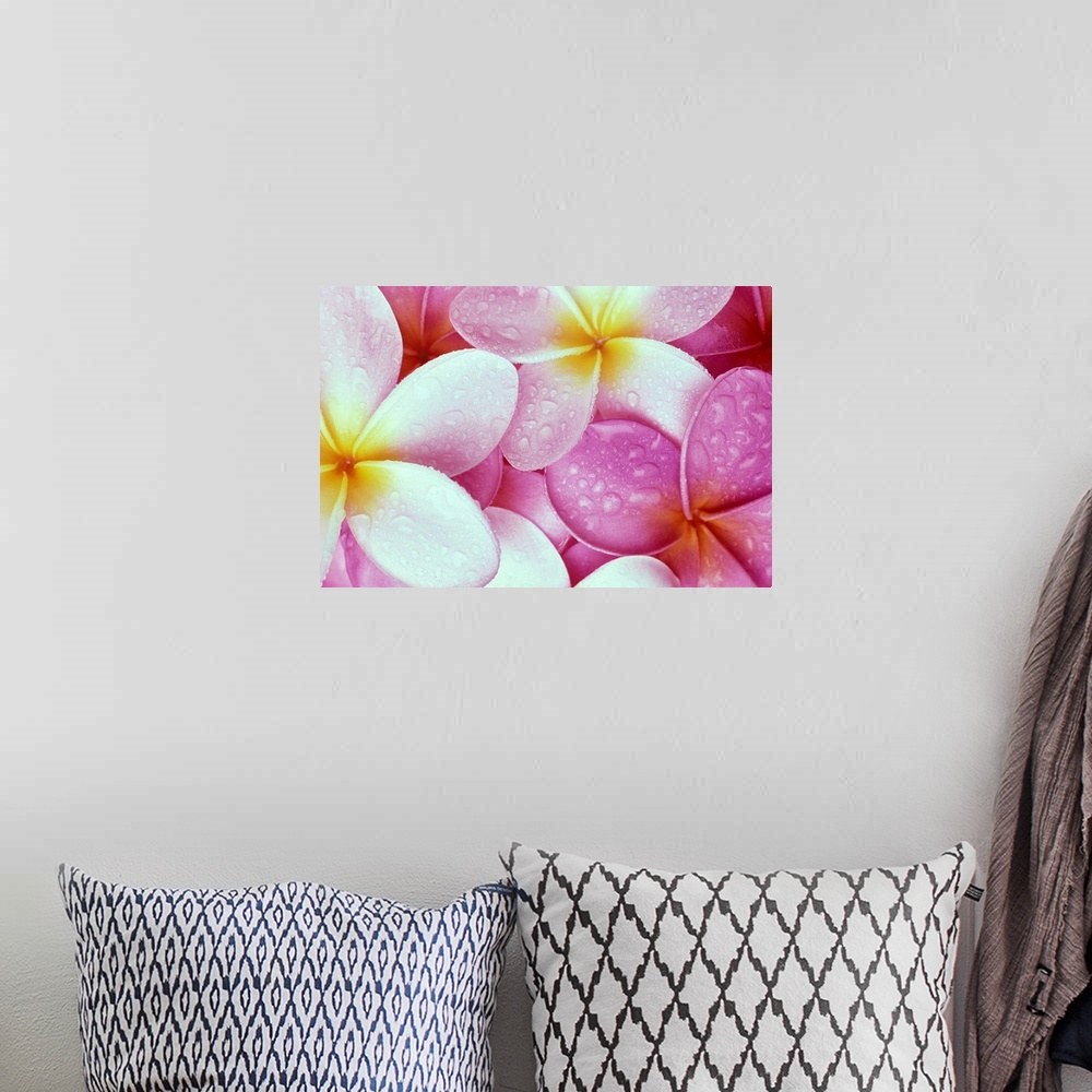 A bohemian room featuring Close-Up Of Pink Plumeria Flowers With Yellow Centers, Water Droplets