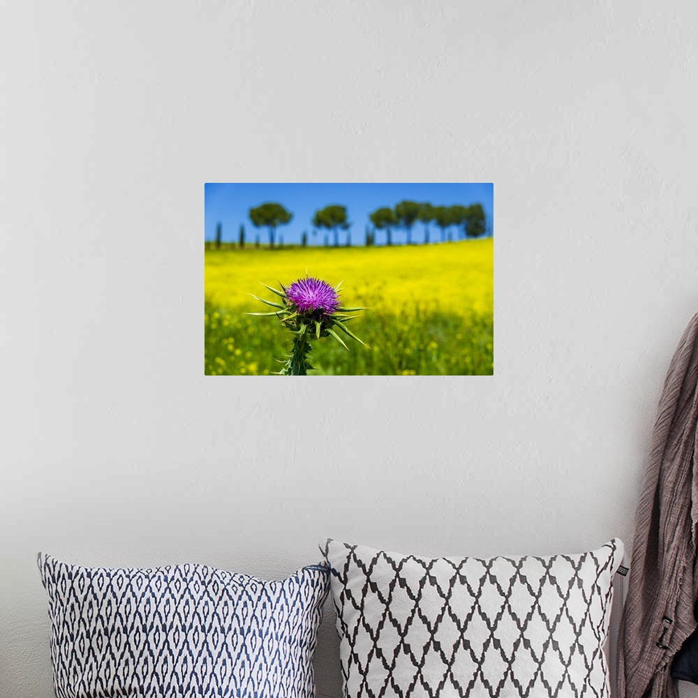 A bohemian room featuring Close-up of thistle in front of a canola field in Tuscany, Italy.