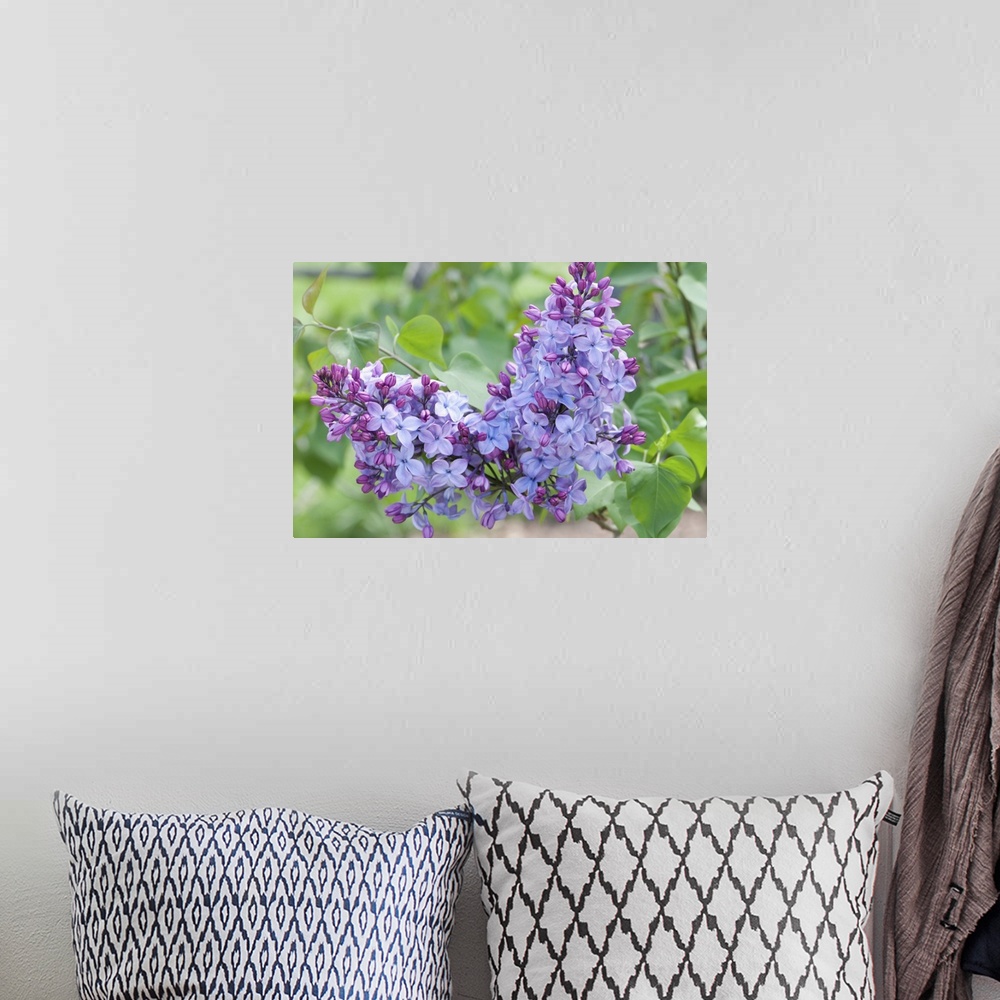 A bohemian room featuring Close up of two clusters of Louvois lilac flowers, Syringa x hyacinthiflora, in spring. Arnold Ar...