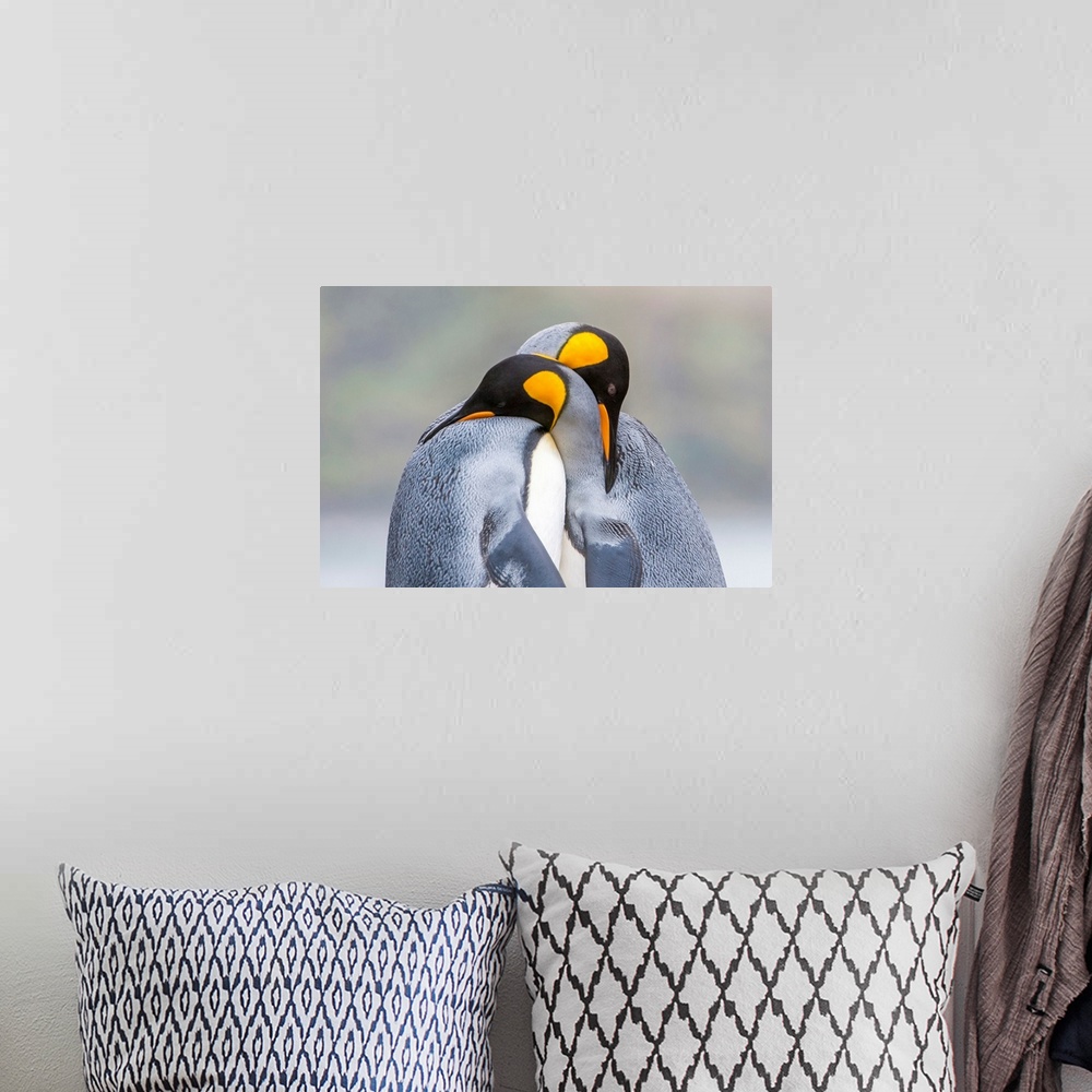 A bohemian room featuring Close-Up Of Two King Penguins In Mating Ritual, South Georgia Island, Antarctica
