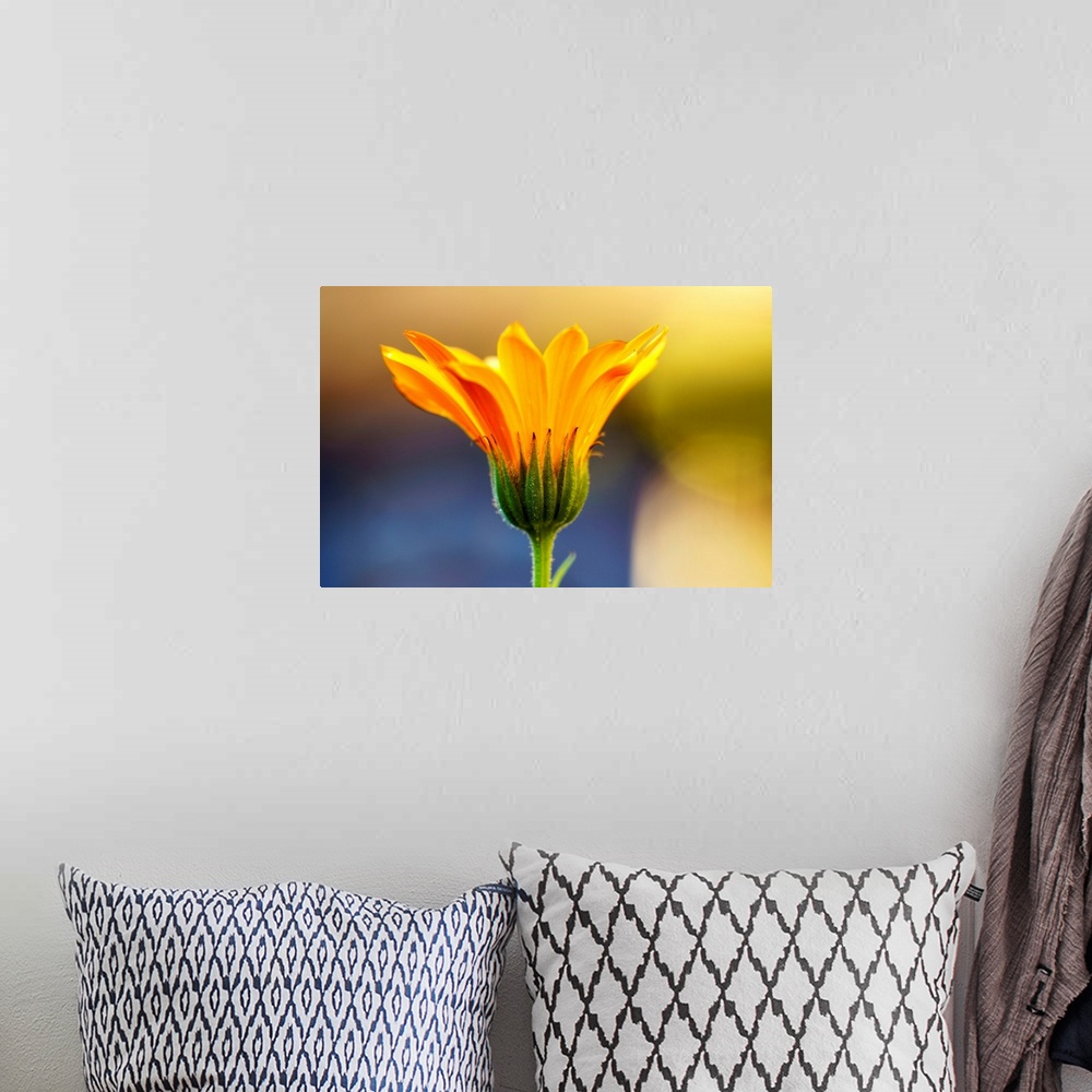 A bohemian room featuring Close up of yellow flower blossoming, South Shields, Tyne and Wear, England.