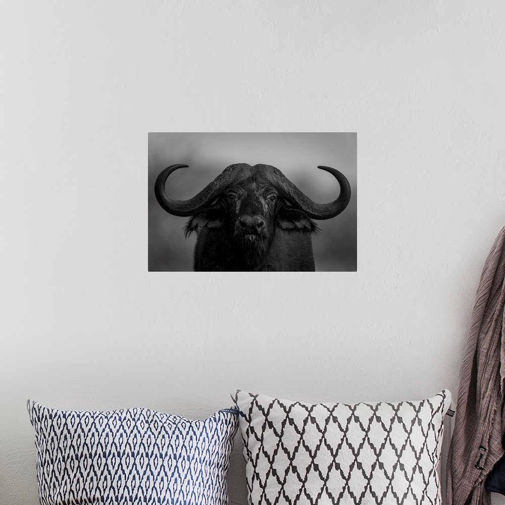 A bohemian room featuring Mono, close-up portrait of a Cape Buffalo (Syncerus caffer) standing, eyeing camera in Segera, Se...
