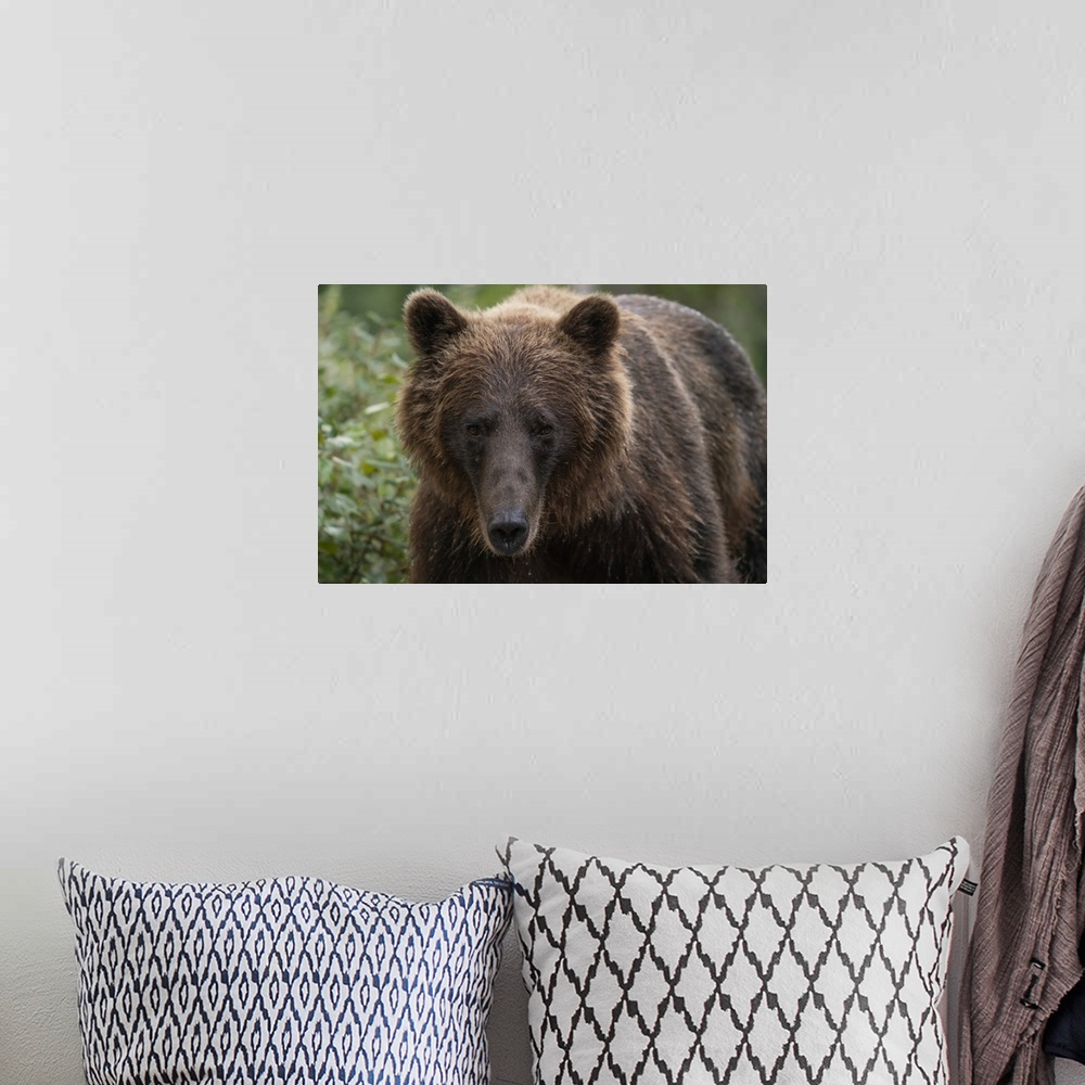 A bohemian room featuring Close-up portrait of a grizzly bear (ursus arctos horribilis). Atlin, British Columbia, Canada.