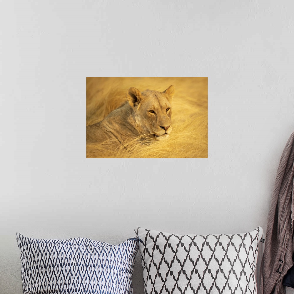 A bohemian room featuring Close-Up Portrait Of A Lioness, Etosha National Park, Otavi, Oshikoto, Namibia
