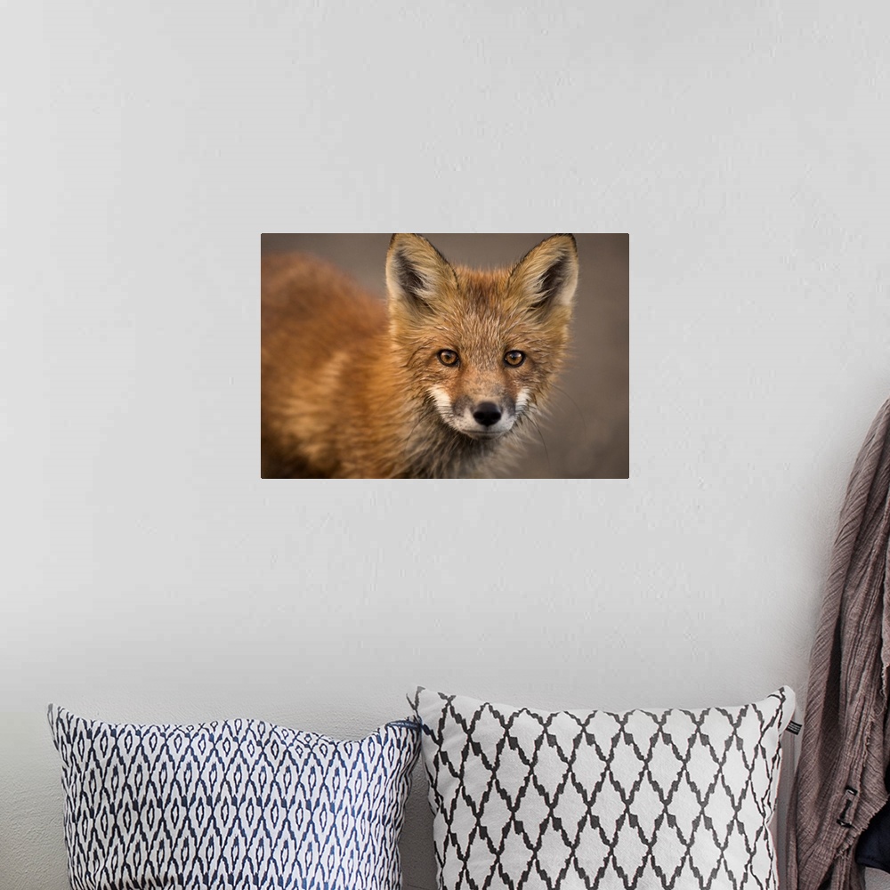 A bohemian room featuring Close up portrait of a red fox during autumn in Denali national park, Alaska.