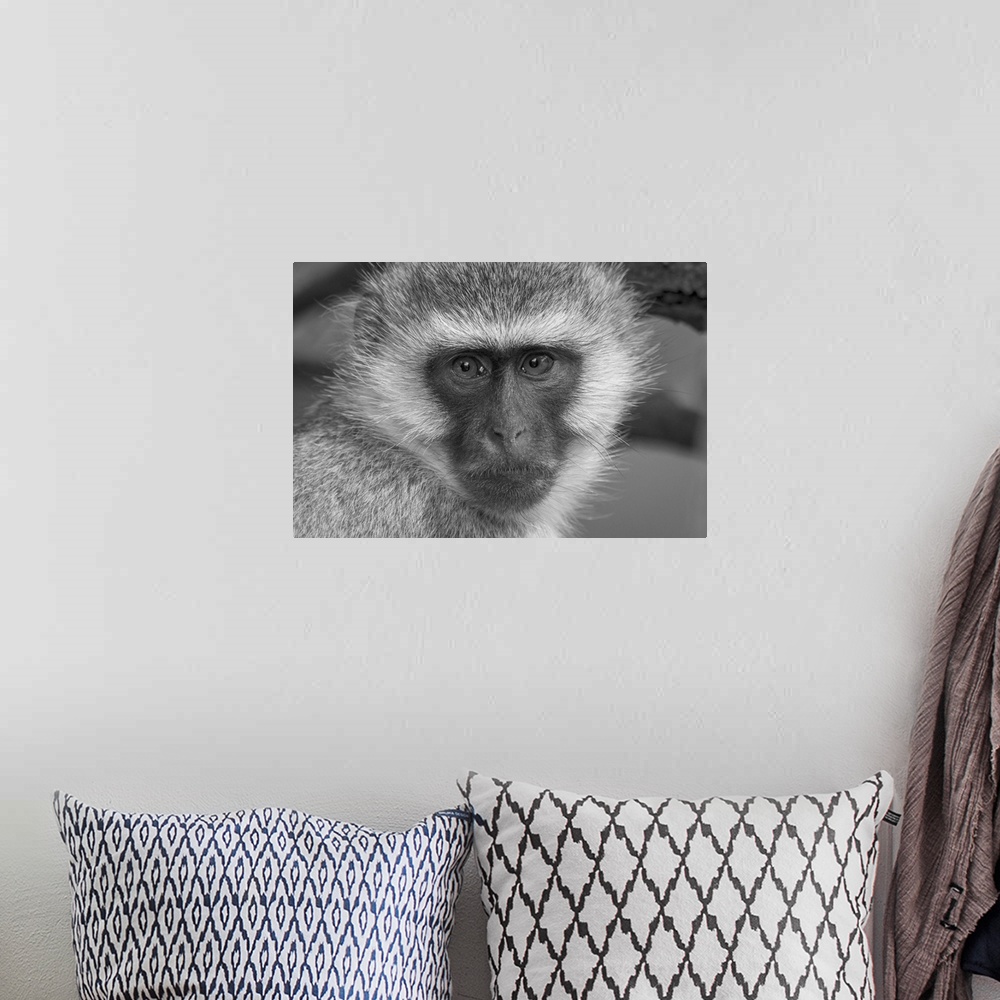 A bohemian room featuring Close-up portrait of a vervet monkey (chlorocebus pygerythrus) looking at the camera at Klein's c...
