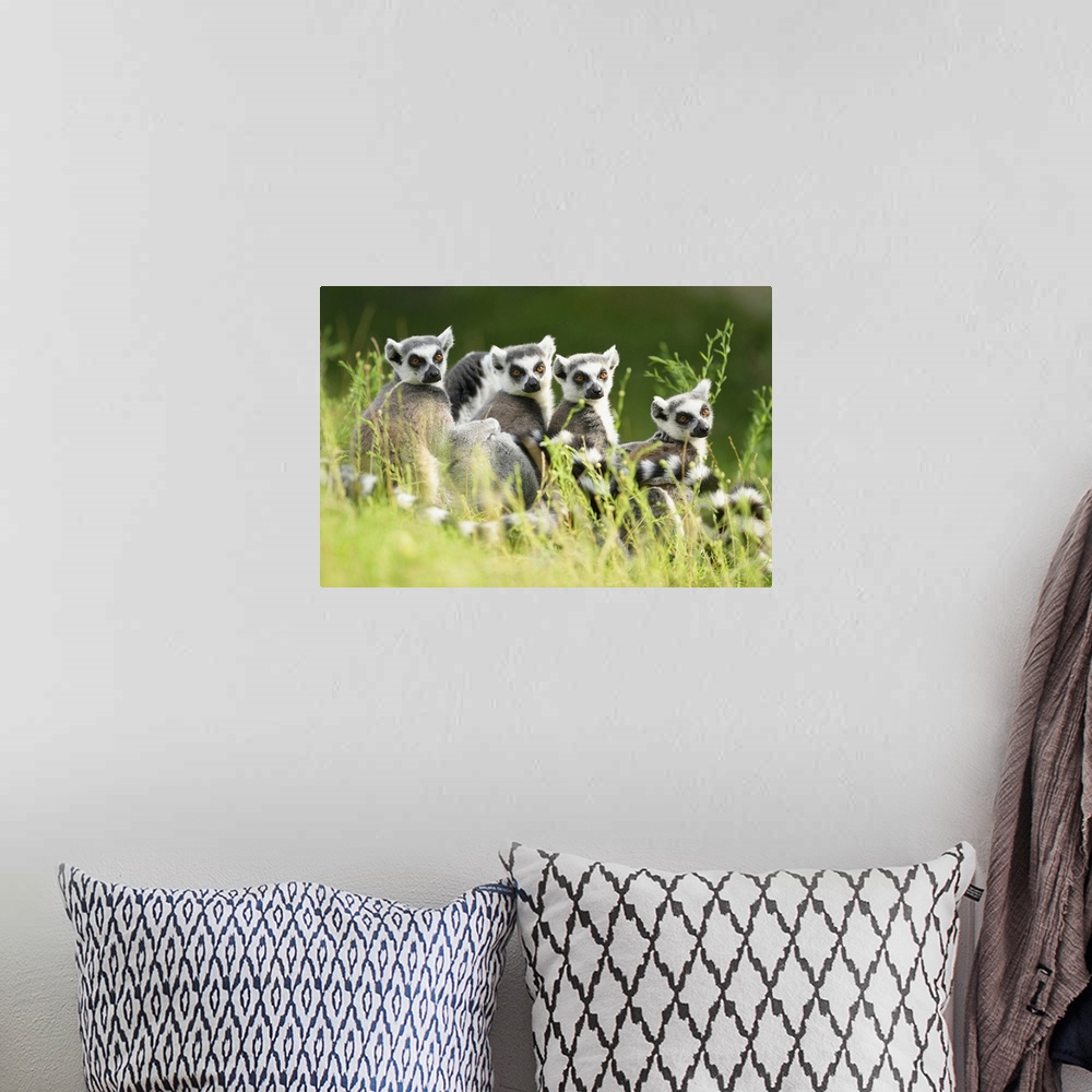 A bohemian room featuring Close-up Portrait of Four Ring-tailed Lemurs (Lemur catta) sitting in Meadow in summer, Zoo Augsb...